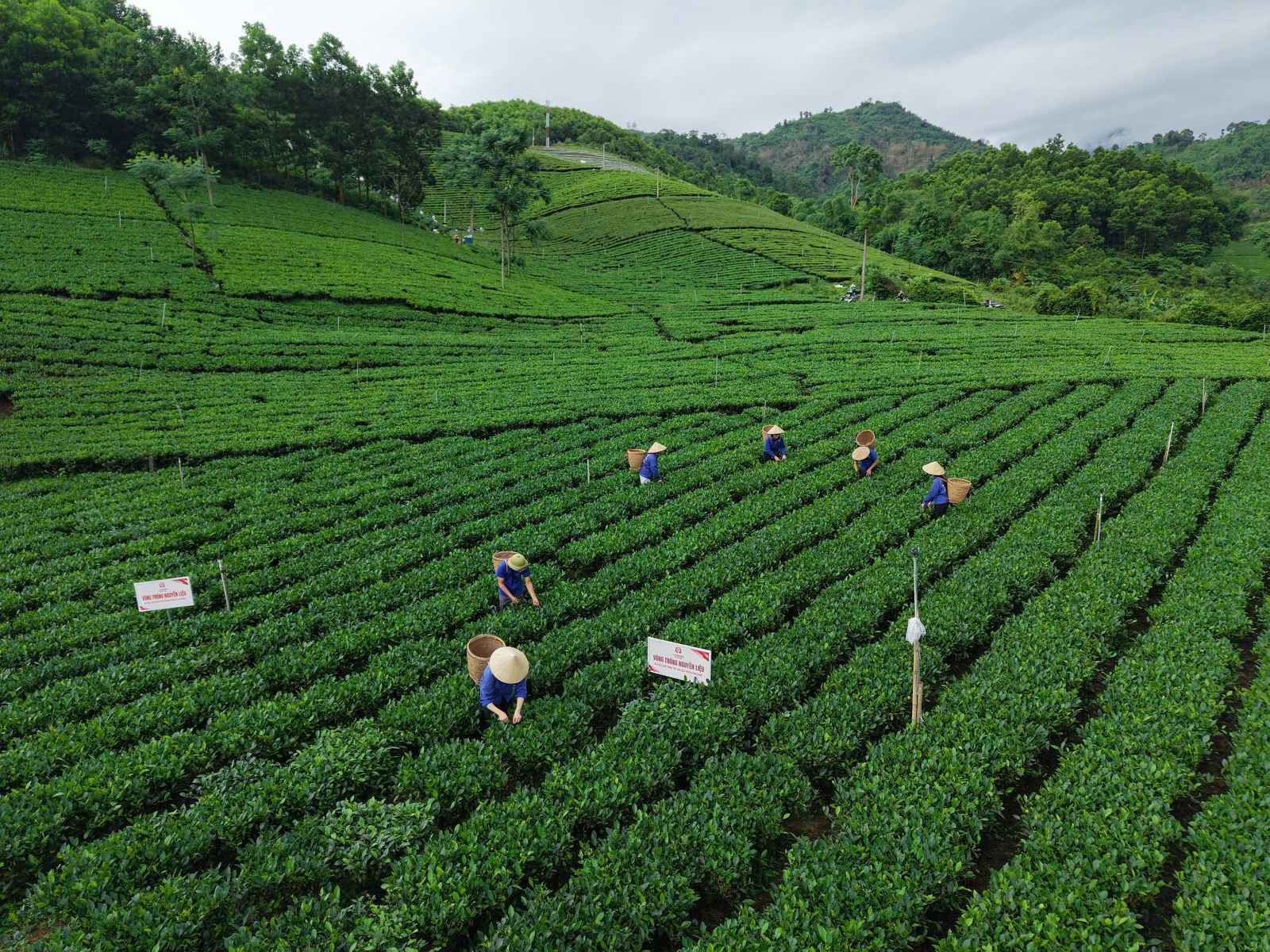 Hình ảnh vùng trồng nguyên liệu của HTX La Bằng, nơi CHAGEE lựa chọn làm thí điểm hỗ trợ nâng cao kỹ thuật canh tác Hình ảnh vùng trồng nguyên liệu của HTX La Bằng, nơi CHAGEE lựa chọn làm thí điểm hỗ trợ nâng cao kỹ thuật canh tác