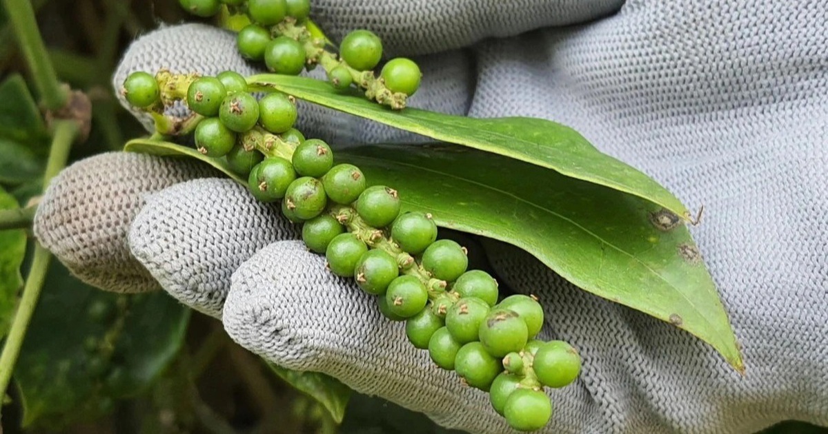 Giá tiêu hôm nay 3/7: Tăng tiếp từ 2,000 - 5,000 đồng/kg