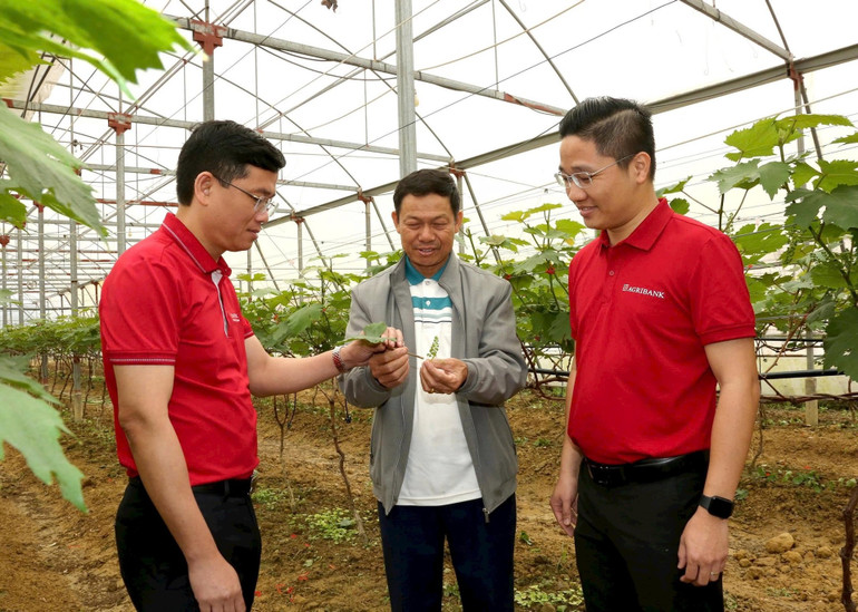 Mô hình nông nghiệp công nghệ cao tại Hà Tĩnh có trợ lực từ vốn vay của ngân hàng.