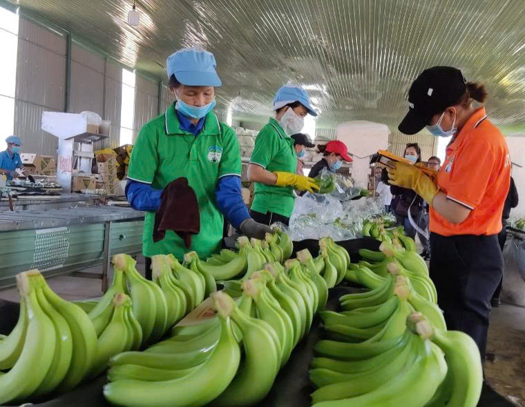 Giá chuối tăng mạnh, HAGL kỳ vọng lãi 2.500 tỷ đồng trong năm nay