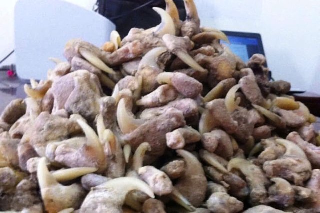 Nghệ An: Phạt hơn 262 triệu đồng vụ mua, tàng trữ xương sư tử và móng vuốt