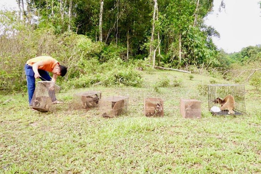 Tái thả 6 cá thể cầy vòi mốc quý hiếm về môi trường tự nhiên