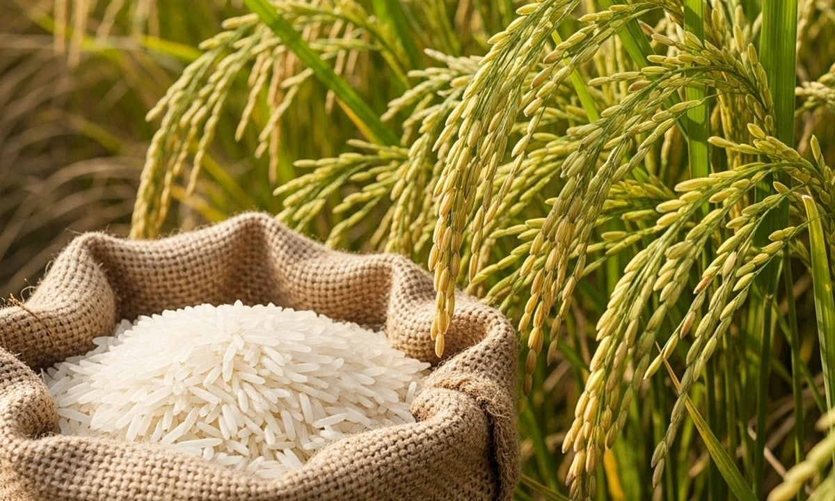 Giá lúa gạo hôm nay ngày 5/7: Giá lúa tiếp đà tăng. (Ảnh minh họa) Giá lúa gạo hôm nay ngày 5/7: Giá lúa tiếp đà tăng. (Ảnh minh họa)