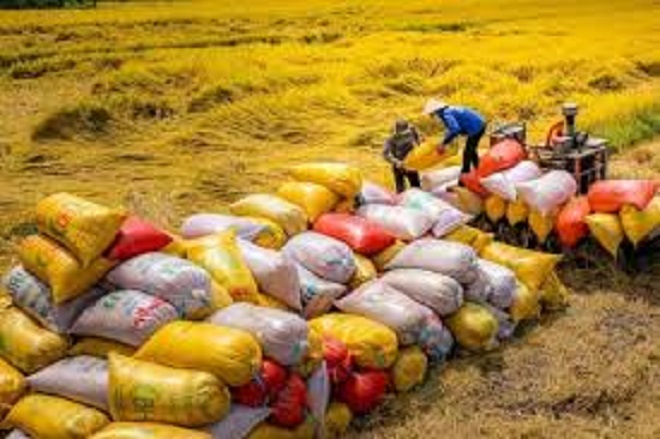 Giá gạo toàn cầu giảm, Việt Nam vững vàng vị thế trên thị trường quốc tế nhờ chất lượng và giá cả cạnh tranh