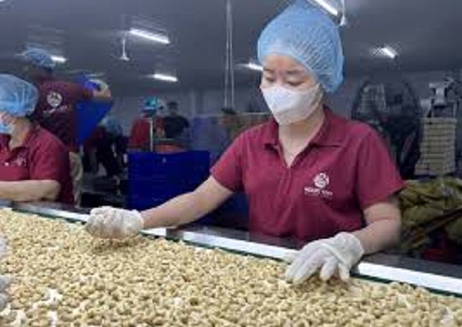 Hạt Điều Việt Nam: Nửa đầu năm 2025 "bội thu" giá trị, Trung Quốc trở thành điểm sáng mới