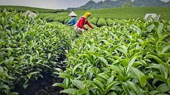 Sơn Thành - Thái Nguyên: Nơi lá chè Lúng 2 cất cánh từ tâm huyết người nông dân đến công nghệ hiện đại