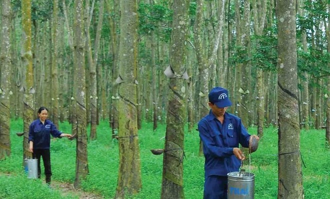 Cao su Tây Ninh lên kế hoạch bán ra toàn bộ 875.000 cổ phiếu quỹ