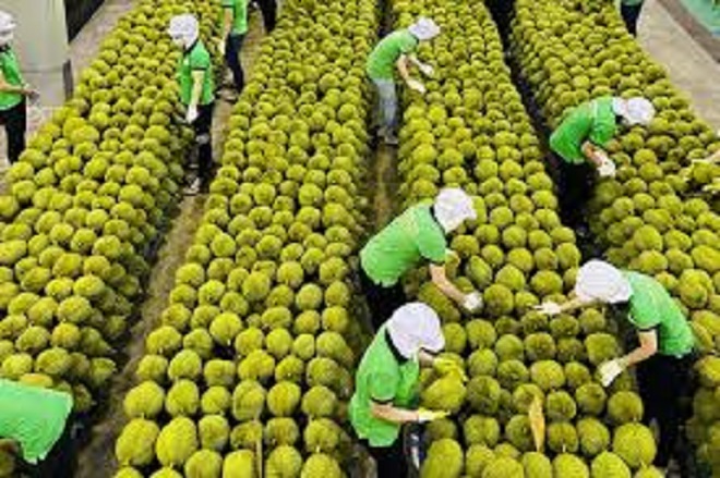 Nỗ lực khôi phục xuất khẩu rau quả: Bộ Nông nghiệp và Môi trường tập trung tháo gỡ vướng mắc thị trường