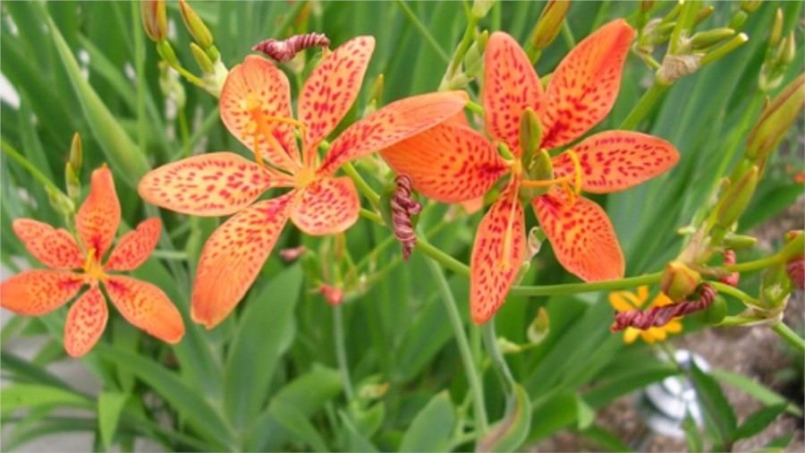 Rẻ quạt là thảo dược giúp hỗ trợ cải thiện đau họng