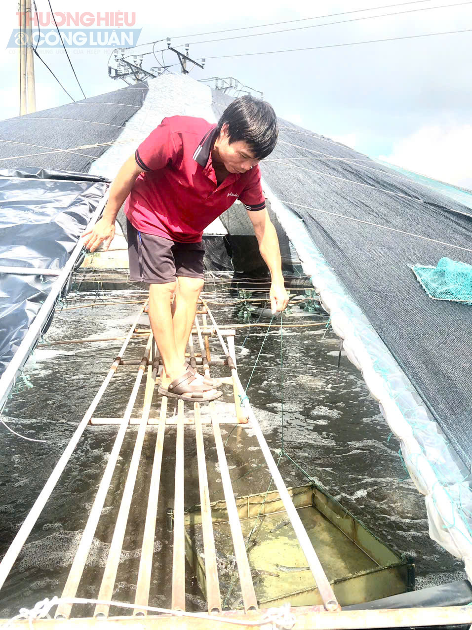 Mô hình nuôi tôm thẻ trân trắng ứng dụng công nghệ cao giúp gia đình ông Nguyễn Ngọc Phong nâng cao thu nhập