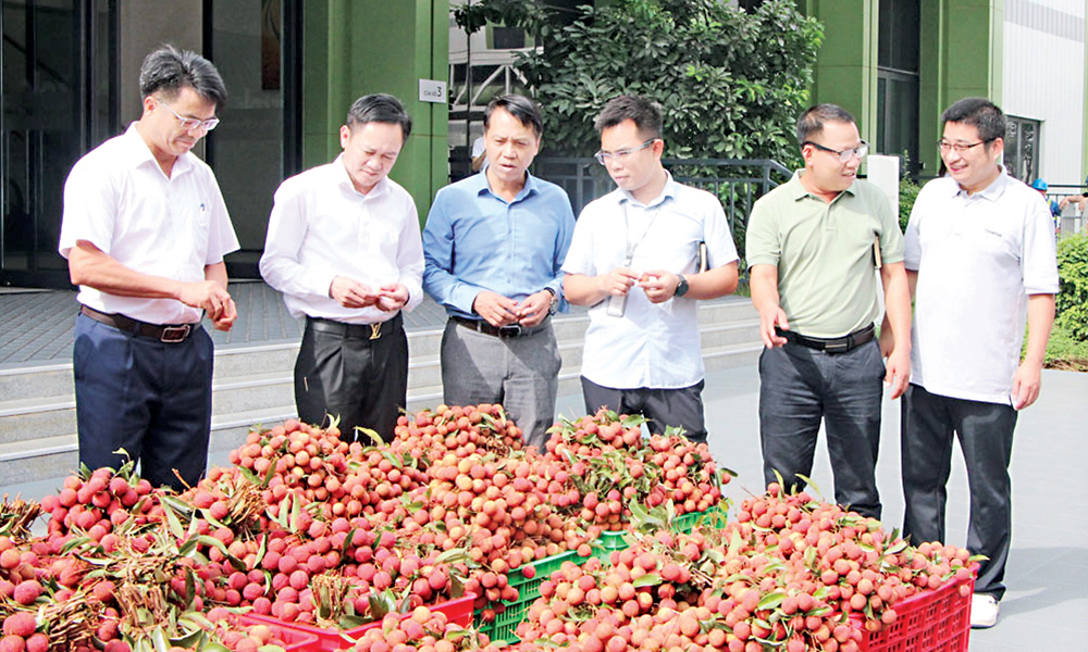 Bắc Ninh xuất khẩu 63 nghìn tấn vải thiều
