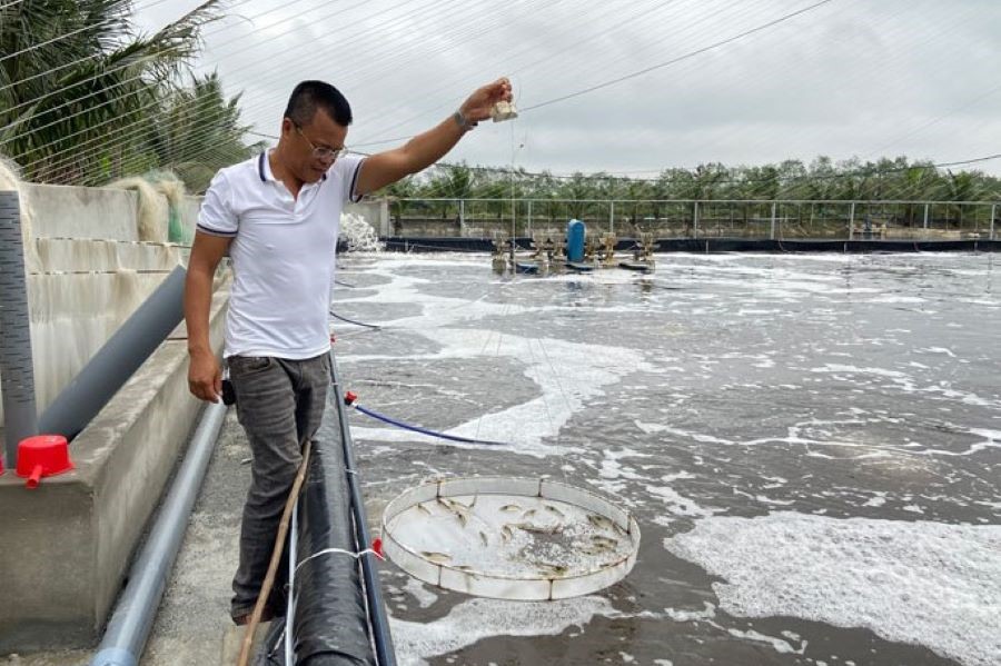 Hà Tĩnh đẩy mạnh phát triển nuôi tôm công nghệ cao góp phần mang lại giá trị kinh tế cao và giảm thiểu tác động đến môi trường.