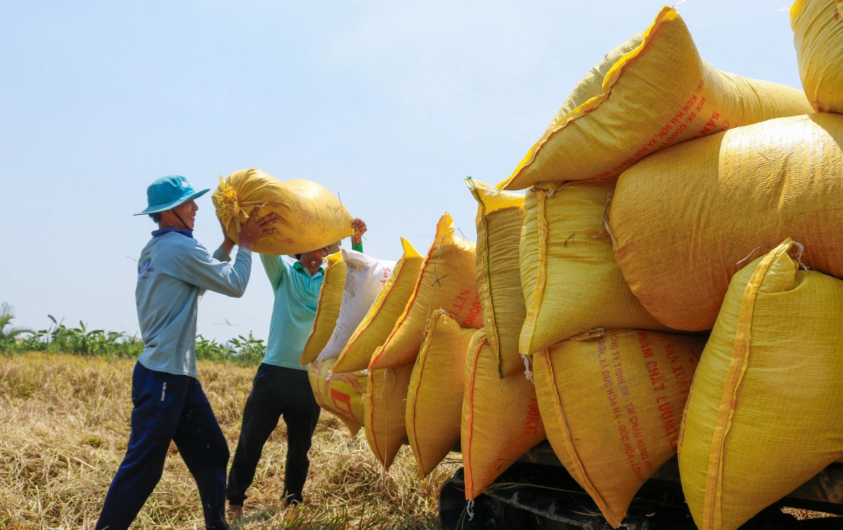 Giá lúa gạo hôm nay ngày 10/7: Giá lúa tiếp đà tăng, gạo các loại bình ổn. (Ảnh minh họa)