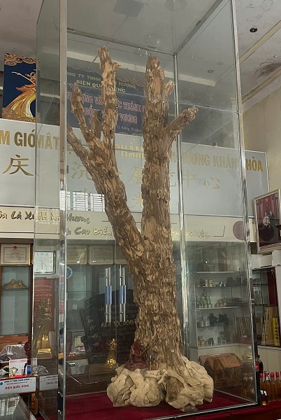 Một cây Trầm Hương thiên nhiên rất quý hiếm còn lưu giữ tại nhà ông Biện Quốc Dũng- Chủ tịch Hội Trầm hương Khánh Hòa