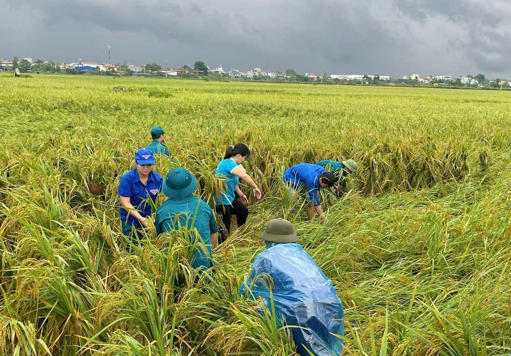 Giá lúa gạo hôm nay ngày 11/7: Thị trường lượng ít, giá lúa gạo đi ngang. (Ảnh minh họa) Giá lúa gạo hôm nay ngày 11/7: Thị trường lượng ít, giá lúa gạo đi ngang. (Ảnh minh họa)