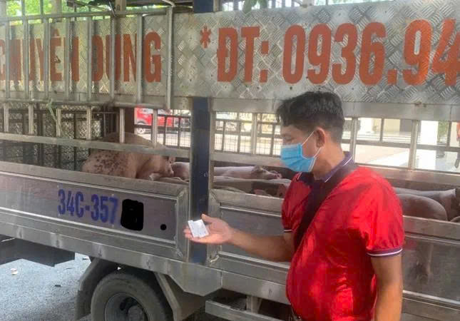 Phát hiện xe tải vận chuyển lợn nhiễm dịch về Hải Phòng tiêu thụ