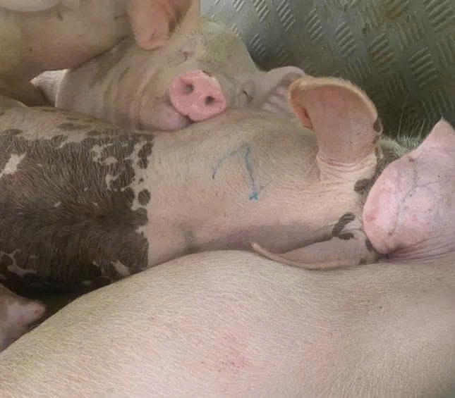 Số lợn bị nhiễm virus dịch tả lợn Châu Phi bị thu giữ.