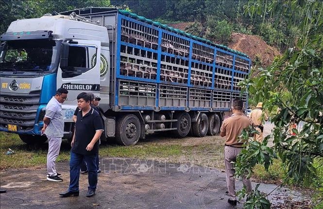 Phú Thọ: Phát hiện, ngăn chặn và tiêu hủy 14 tấn lợn nhiễm dịch tả châu Phi