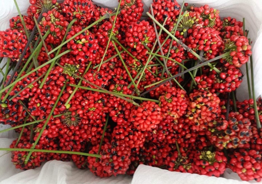 Một loại hạt quý hiếm có giá lên tới 240 triệu đồng/kg, hiện chỉ được tìm thấy tại Việt Nam, đang thu hút sự chú ý trên thị trường quốc tế