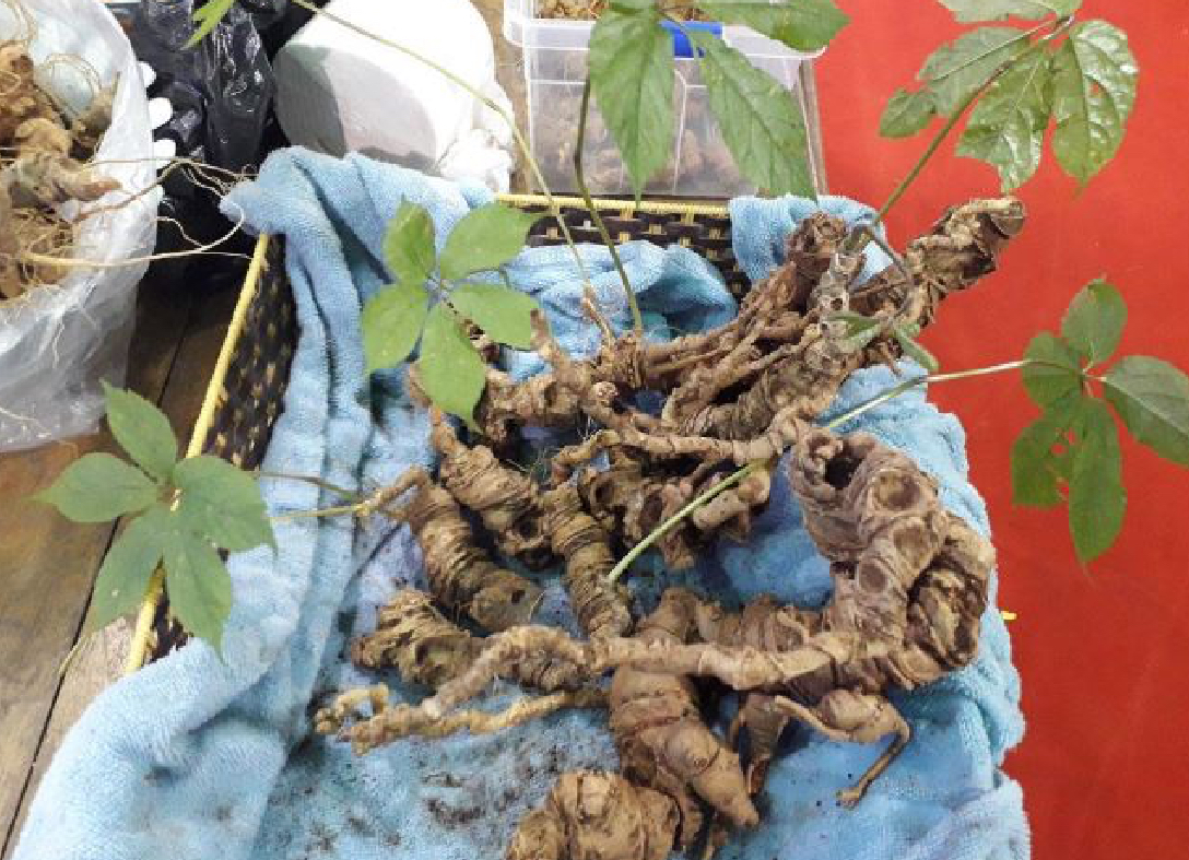 Là một trong năm loại nhân sâm tốt nhất thế giới, sâm Ngọc Linh luôn được săn lùng với giá bán từ vài chục triệu đồng đến vài trăm triệu đồng.