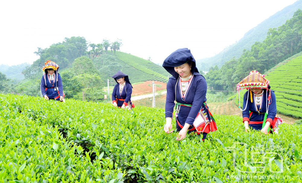 Ảnh minh họa, nguồn báo Lào Cai. Ảnh minh họa, nguồn báo Lào Cai.