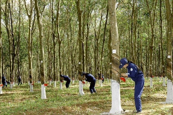 Cao su Đắk Lắk (mã DRI) chuẩn bị chi trả phần cổ tức tiền mặt còn lại của năm 2024 với tỷ lệ 5%