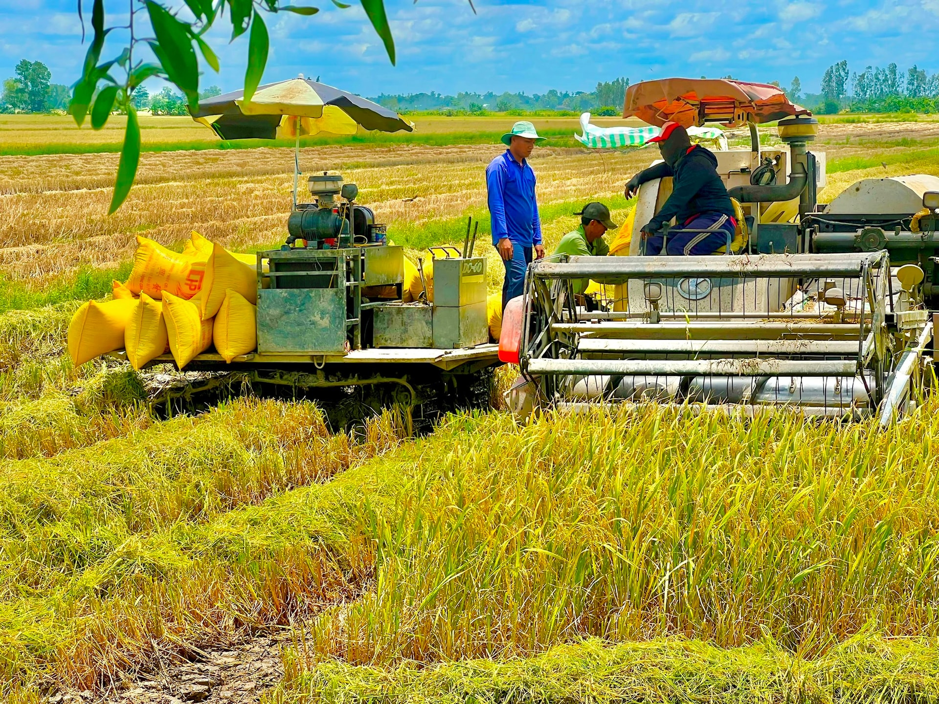 Giá lúa gạo hôm nay ngày 14/7: Một số gạo nguyên liệu xuất khẩu tăng, lúa tươi chững giá. (Ảnh minh họa) Giá lúa gạo hôm nay ngày 14/7: Một số gạo nguyên liệu xuất khẩu tăng, lúa tươi chững giá. (Ảnh minh họa)