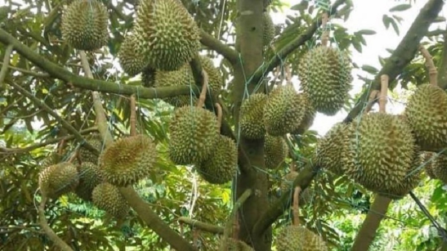 Giá sầu riêng hôm nay 16/7: Thị trường ổn định
