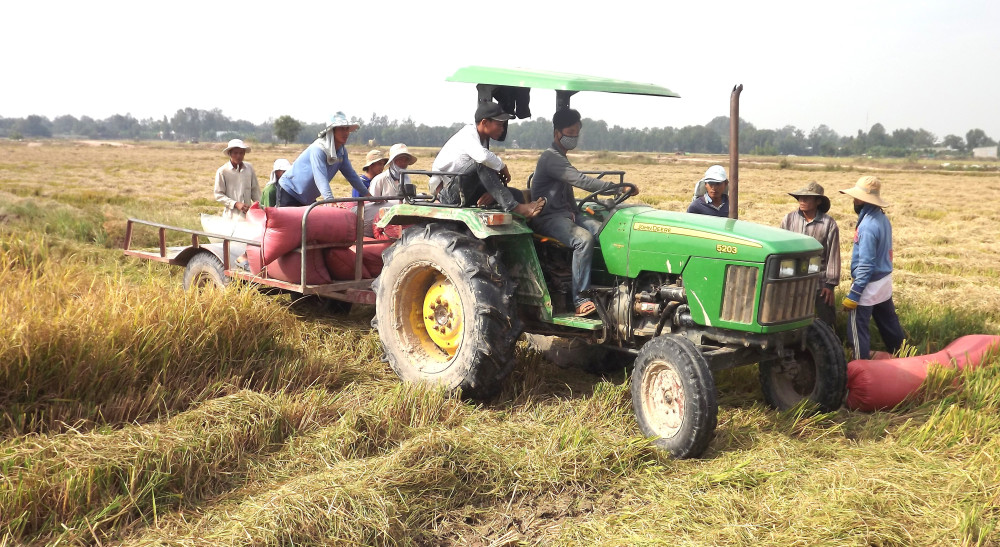 Tây Ninh phấn đấu sản lượng lúa đạt từ 3.770.000 tấn trở lên