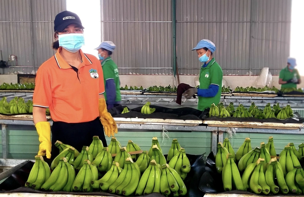 Xưởng xử lý và đóng gói chuối của Hoàng Anh Gia Lai tại Gia Lai. (Ảnh: Thi Hà)