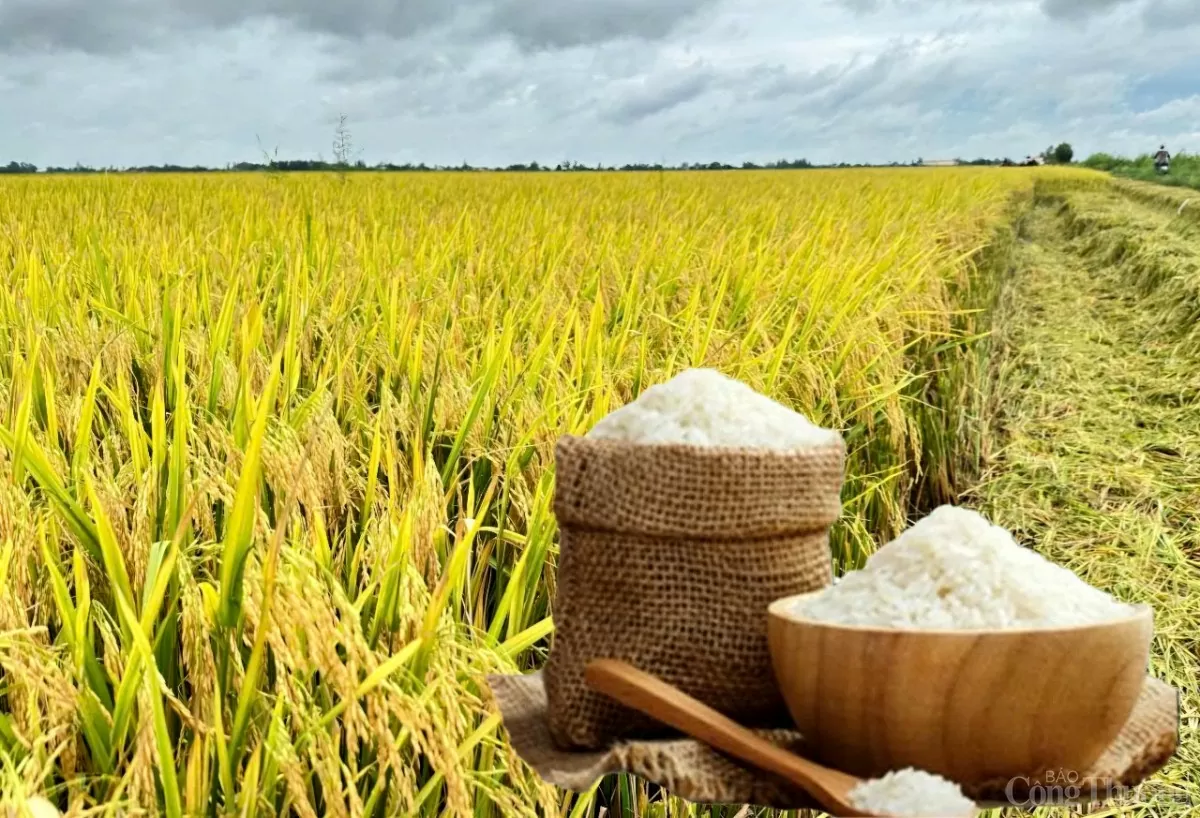 Giá lúa gạo hôm nay ngày 18/7: Biến động nhẹ. (Ảnh minh họa)