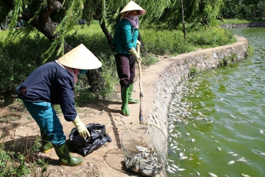 Quảng Trị: Cá chết hàng loạt nổi trắng mặt hồ chưa rõ nguyên nhân