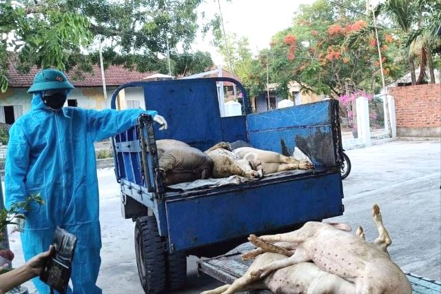 Dịch tả lợn châu Phi đang có dấu hiệu bùng phát tại địa bàn phường Quảng Phú, TP. Đà Nẵng.