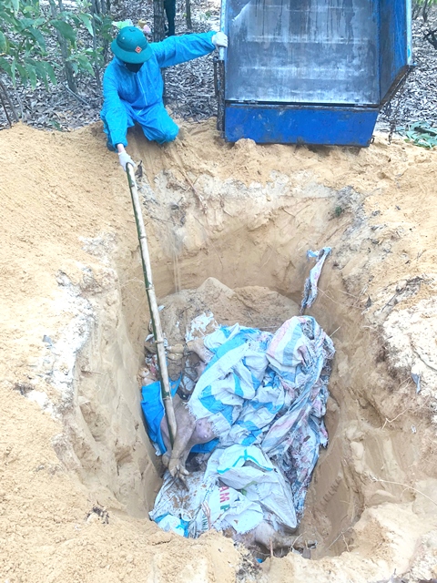Đà Nẵng: Xác lợn chết nổi trên tuyến kênh thủy lợi ở Phú Ninh