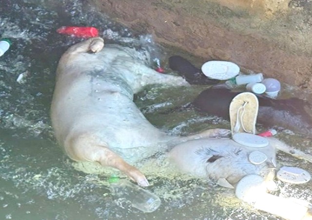 Xác lợn chết trên kênh Phú Ninh, TP.Đà Nẵng bốc mùi hôi thối, gây ô nhiễm môi trường nghiêm trọng.