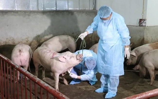 Ninh Bình triển khai quyết liệt các giải pháp khống chế dịch tả lợn Châu Phi