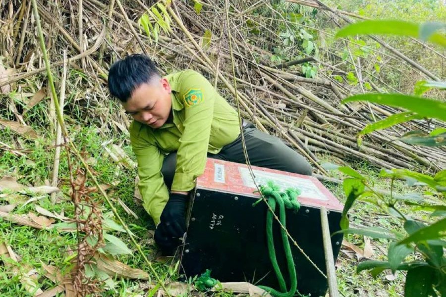 Lực lượng chức năng tiến hành thả các cá thể vòi mốc về môi trường tự nhiên. Lực lượng chức năng tiến hành thả các cá thể vòi mốc về môi trường tự nhiên.