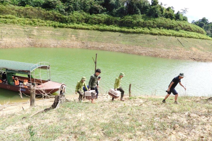 Lực lượng chức năng di chuyển 58 cá thể cầy vòi mốc về vị trí để thả về tự nhiên. Lực lượng chức năng di chuyển 58 cá thể cầy vòi mốc về vị trí để thả về tự nhiên.