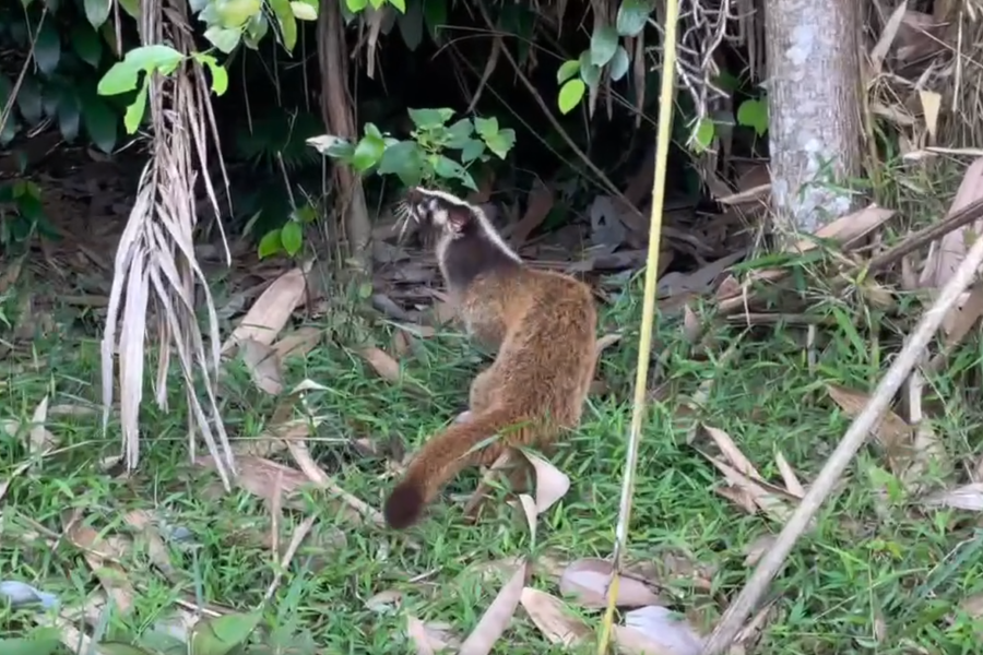 Cá thể cầy vòi mốc được thả về tự nhiên.