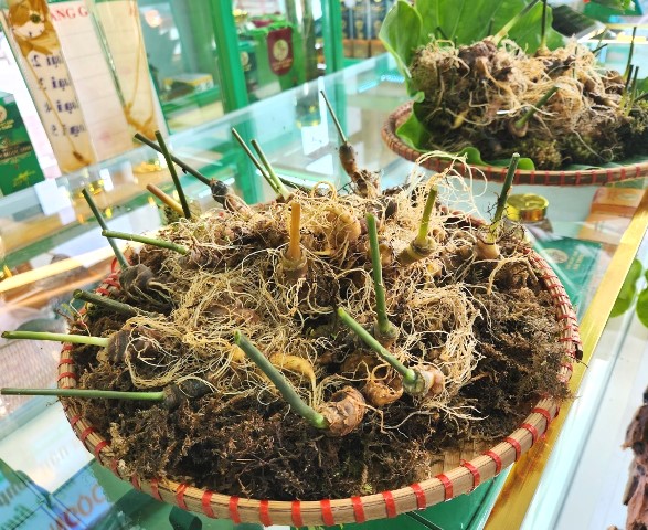 Thương hiệu Sâm Ngọc Linh .