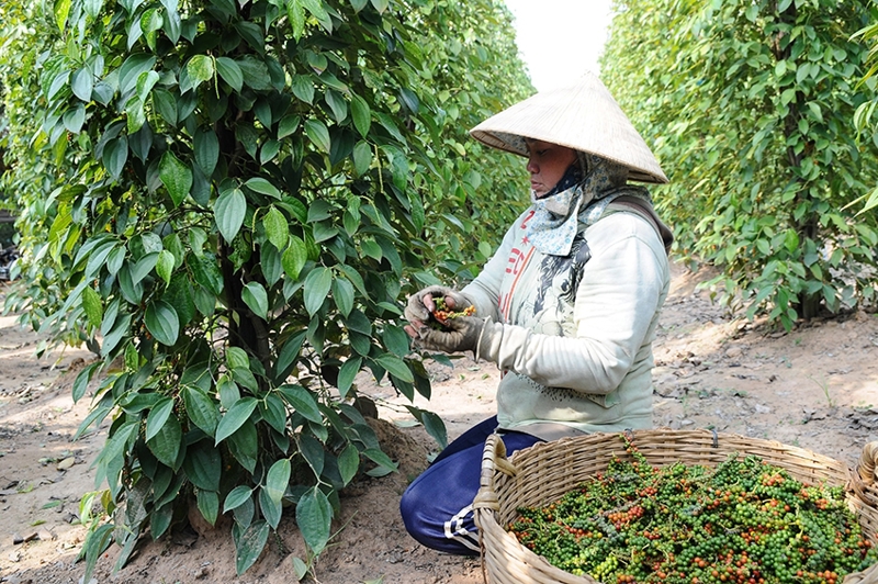 ảnh minh họa ảnh minh họa