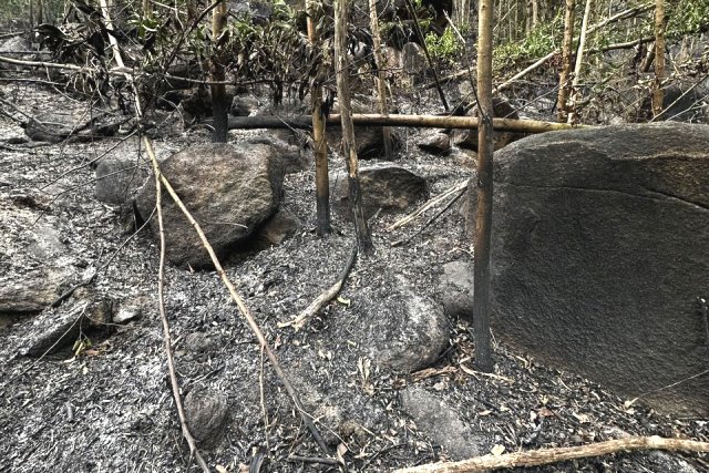 Việc đốt thực bì trong những cánh rừng sản xuất vào mùa khô rất dễ gây cháy rừng diện rộng. Ảnh: Địa phương cung cấp