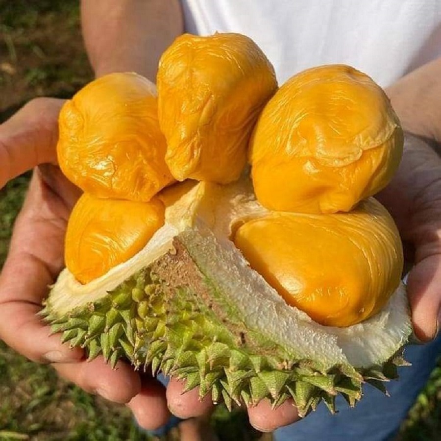 Sầu Thái loại A dao động từ 75.000 – 80.000 đồng/kg, tùy loại, tùy kho, tùy khu vực