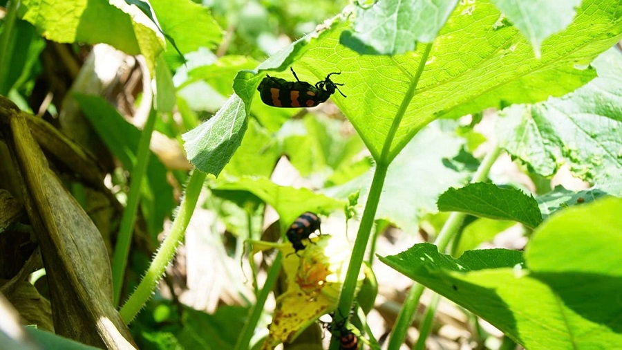Lào Cai: Một người tử vong sau khi ăn côn trùng
