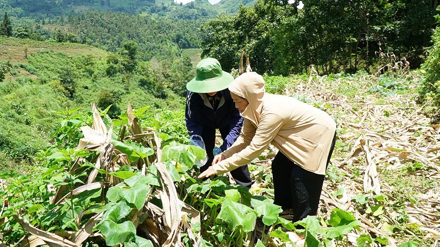 Cán bộ Sở Y tế cùng người thân nạn nhân đi tìm loại sâu gây ngộ độc
