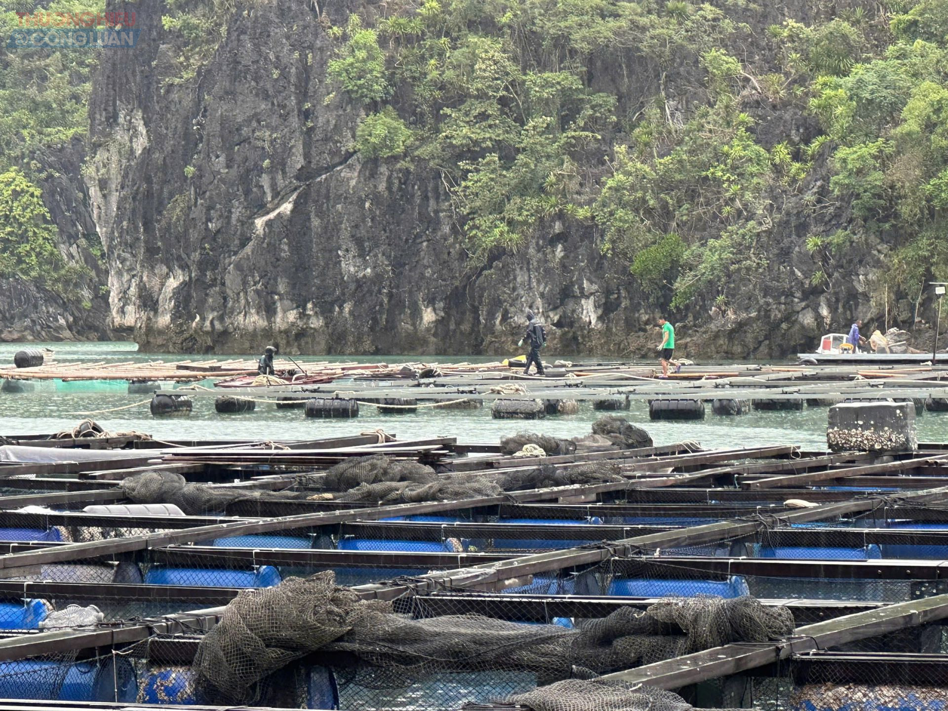 Các lồng bè đã được bà con tiến hàng chằng néo bằng dây thừng lớn. Các lồng bè đã được bà con tiến hàng chằng néo bằng dây thừng lớn.