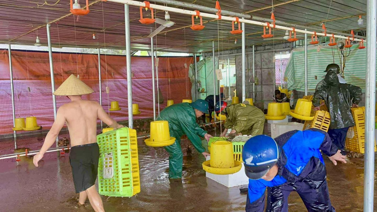 Mưa lũ gây ngập trang trại gà tại xã Vạn Lộc, tỉnh Thanh Hóa