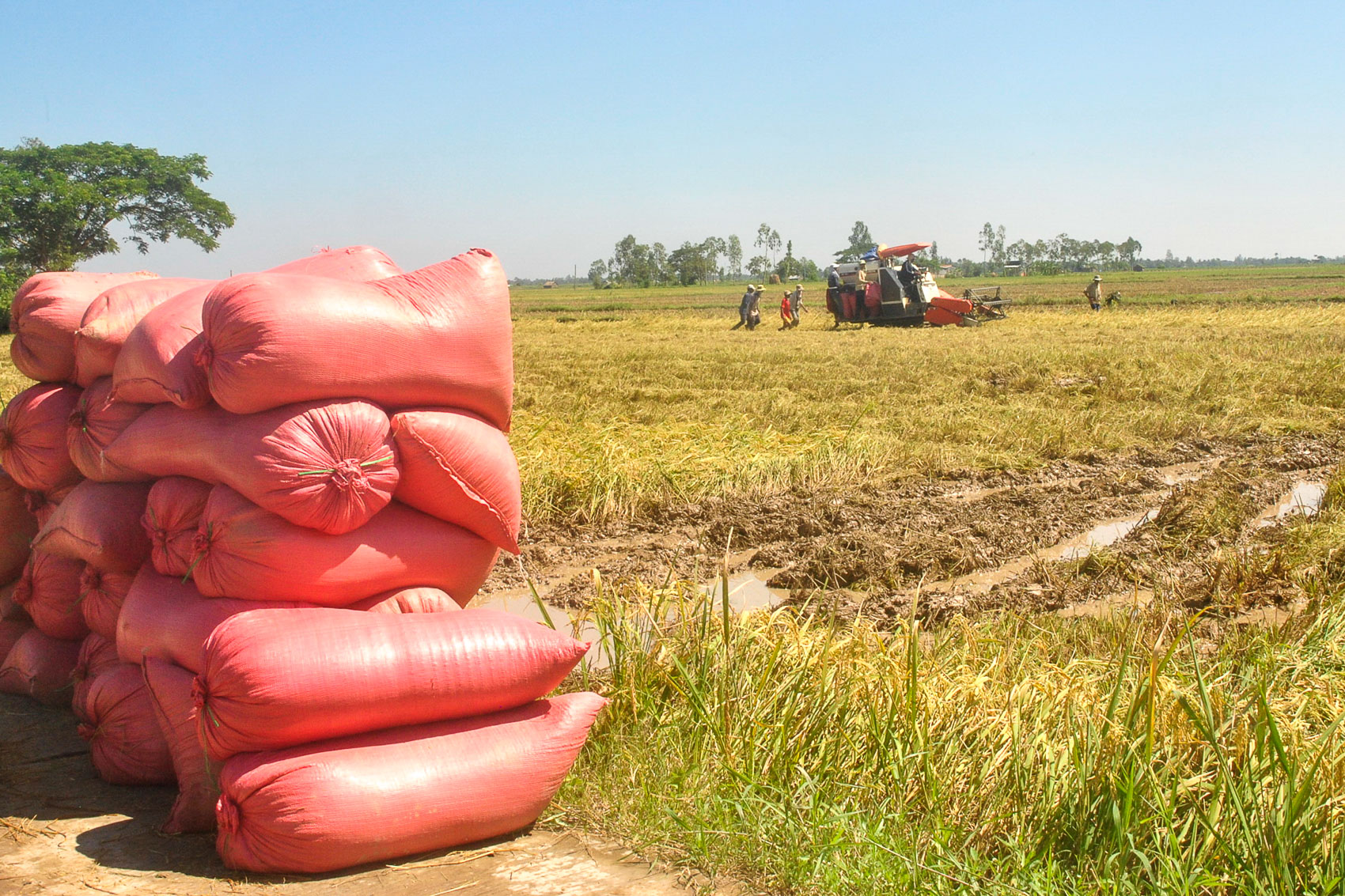 Giá lúa gạo hôm nay ngày 22/7: Biến động nhẹ . (Ảnh minh họa) Giá lúa gạo hôm nay ngày 22/7: Biến động nhẹ . (Ảnh minh họa)