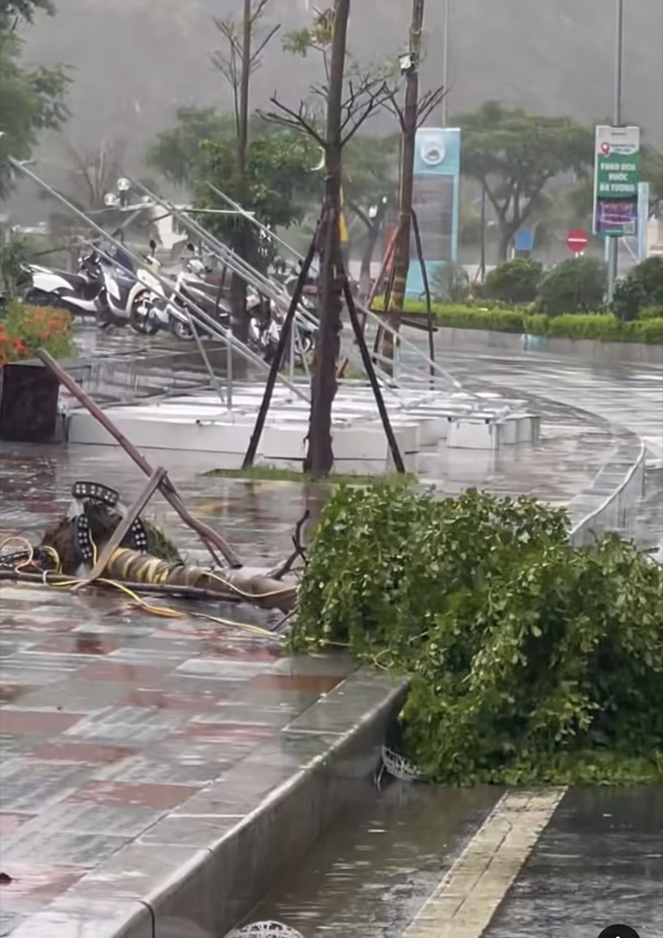 Cây xanh tại đặc khu Cát Hải đổ