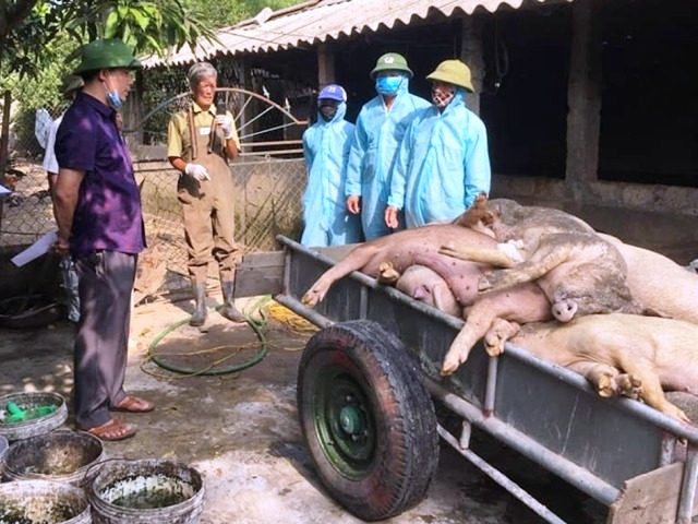 Nghệ An triển khai đồng bộ các biện pháp phòng, chống dịch tả lợn châu Phi dang bùng phát trên địa bàn.